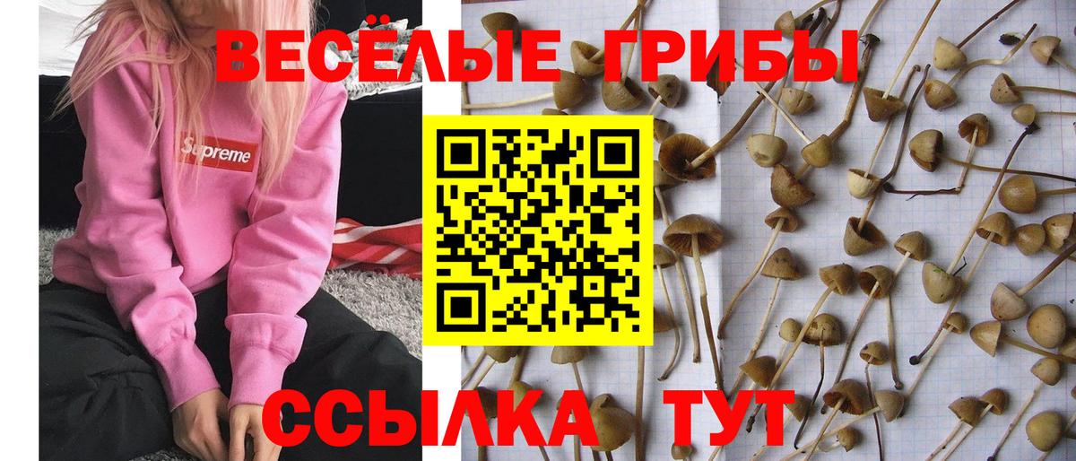 Галлюциногенные грибы Psilocybine cubensis  Галлюциногенные грибы Magic Shrooms  Архангельск  Вход с VPN 